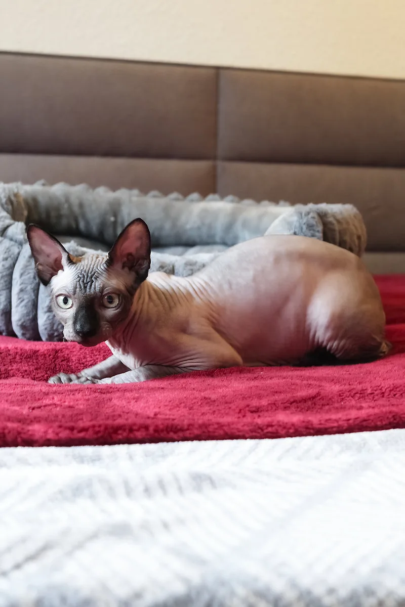 Alex | Elf Straight Sphynx Kitten