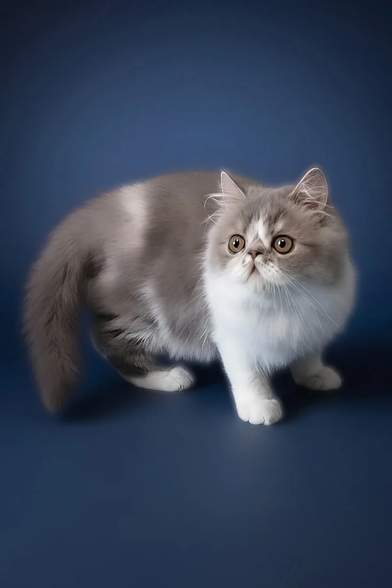 Artem | Persian Kitten