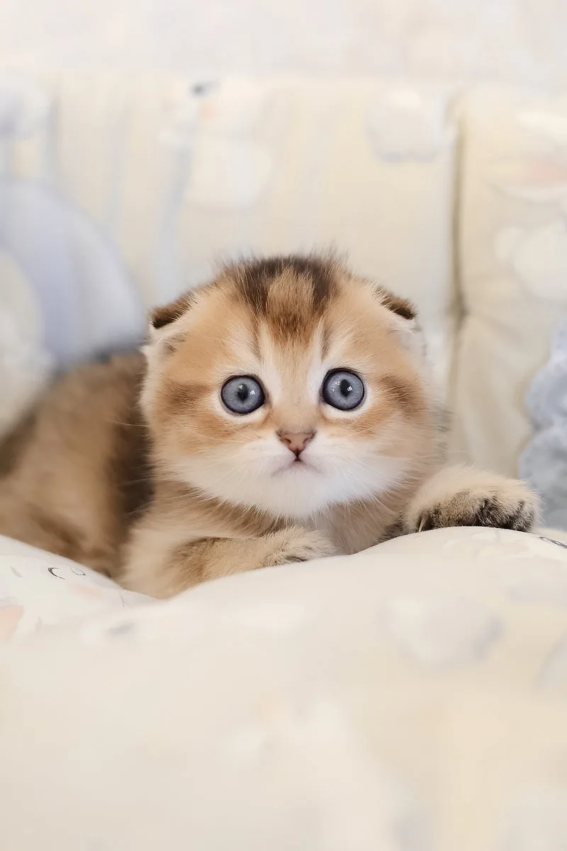 Elvis | Scottish Fold Kitten