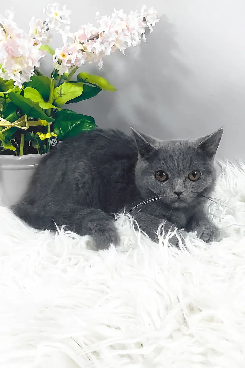 Hans | British Shorthair Kitten