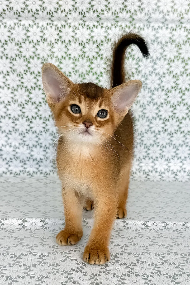 Hermes | Abyssinian Kitten