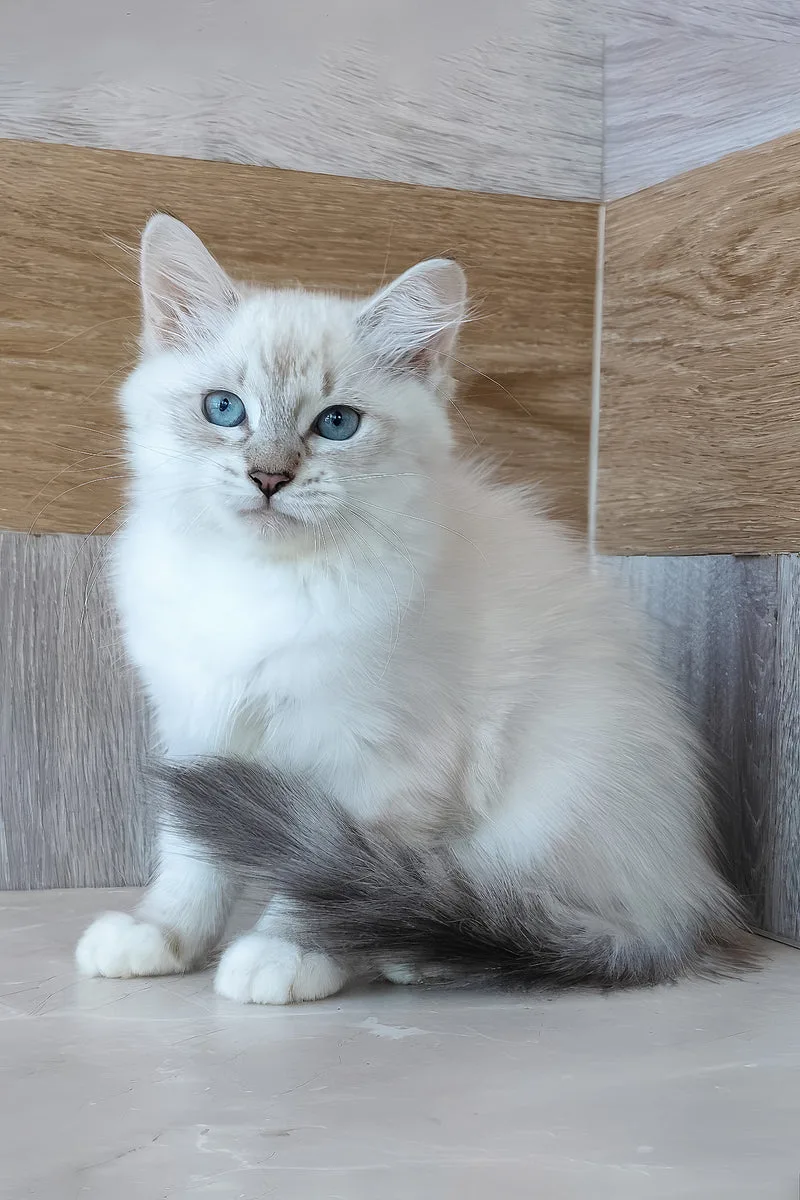 Hilda | Siberian Kitten