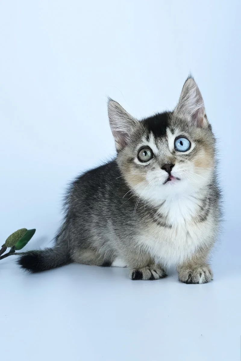 Kai | Munchkin Kitten