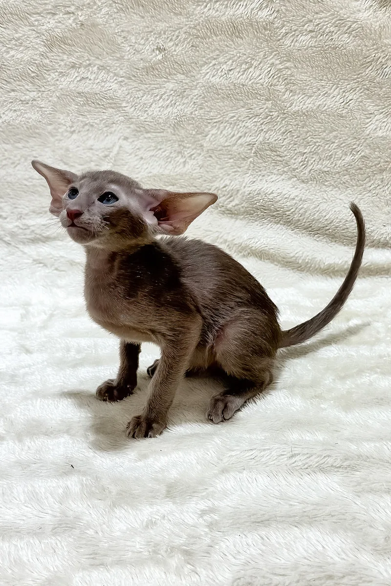 Kasper | Oriental Shorthair Kitten