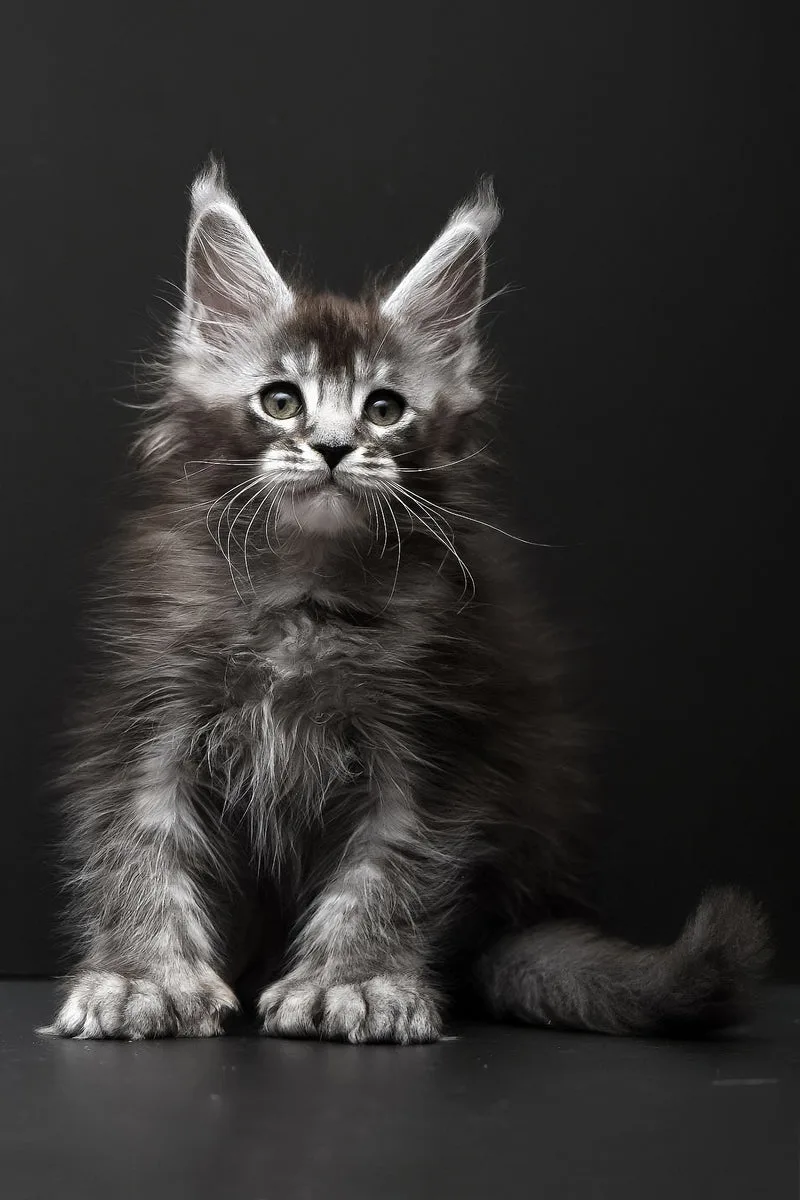 Kiara | Polydactyl Maine Coon Kitten