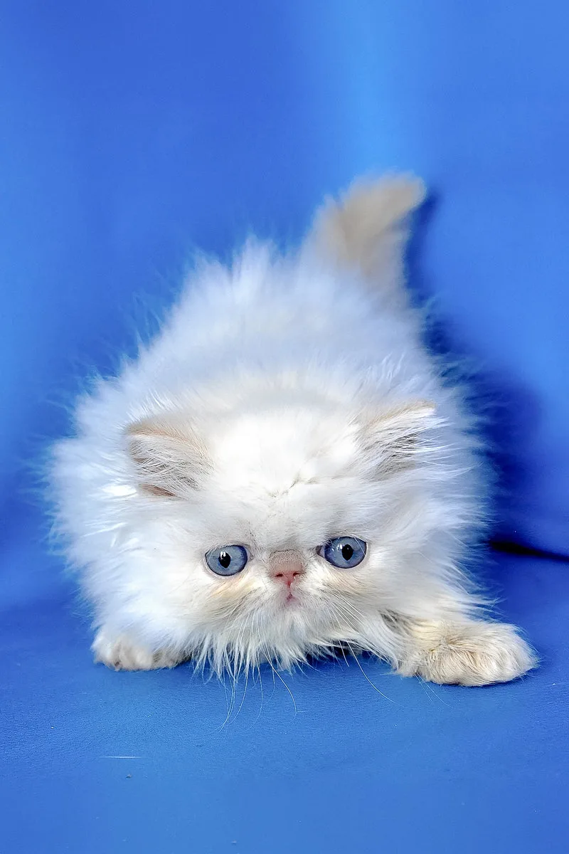 Sapfir | Persian Kitten