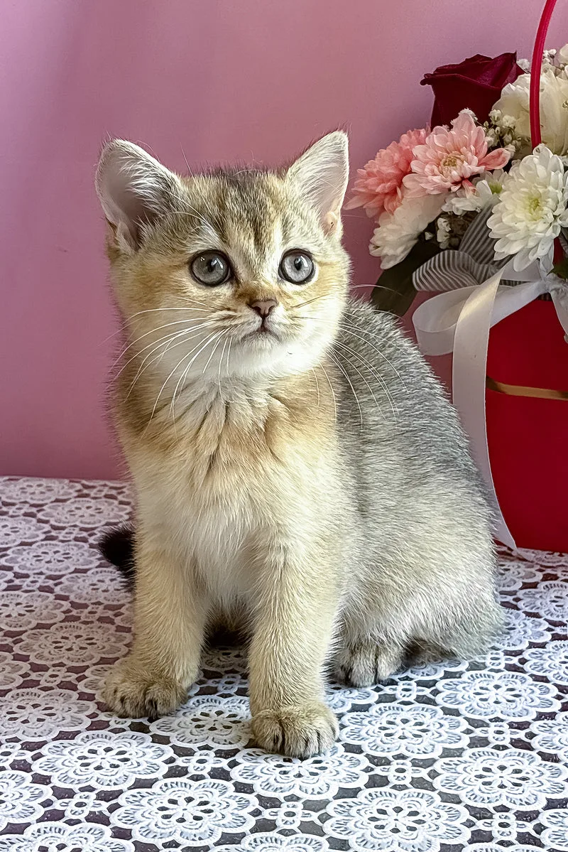 Sisi | British Shorthair Kitten