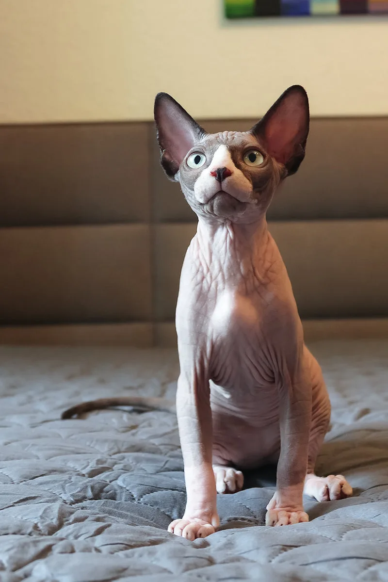 Betty | Elf Straight Sphynx Kitten