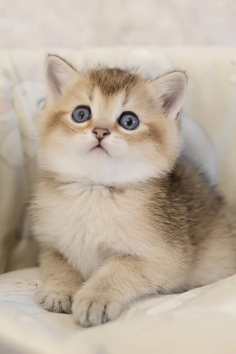 Eddie | Scottish Straight Kitten