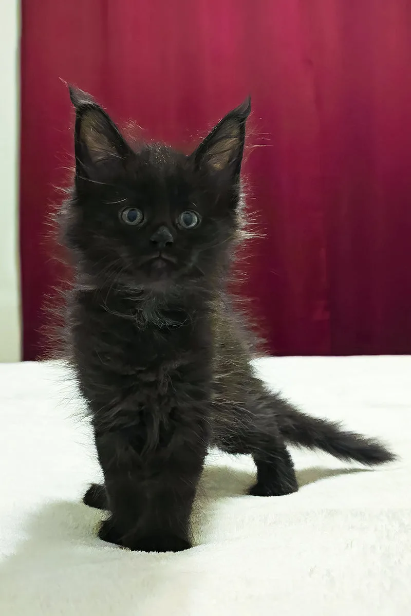 Ferrari | Polydactyl Maine Coon Kitten