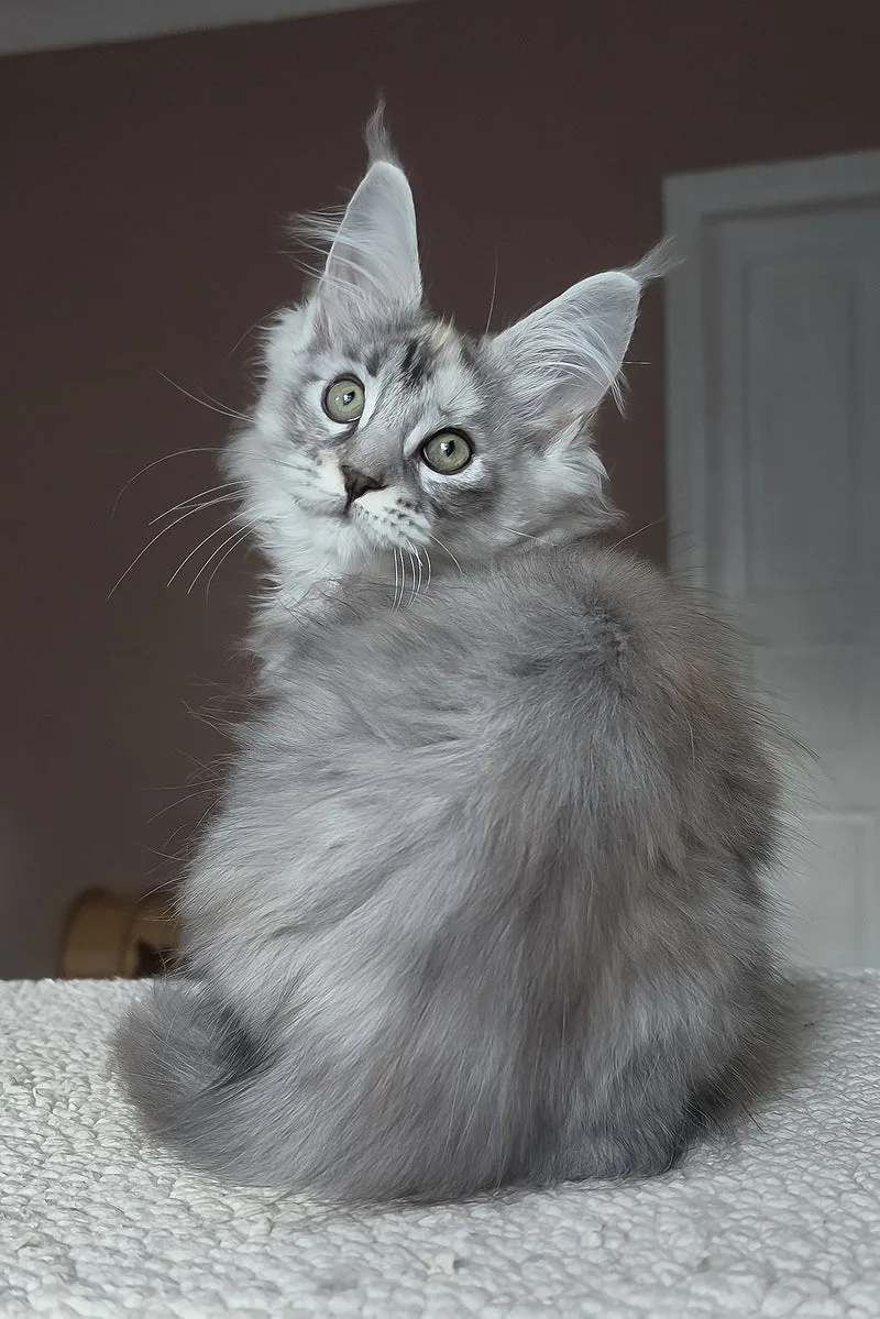 Hestia | Maine Coon Kitten