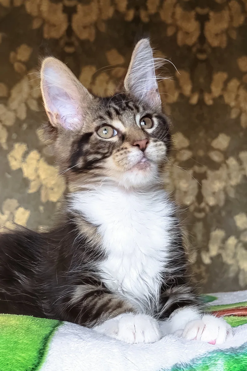 Holiday | Maine Coon Kitten