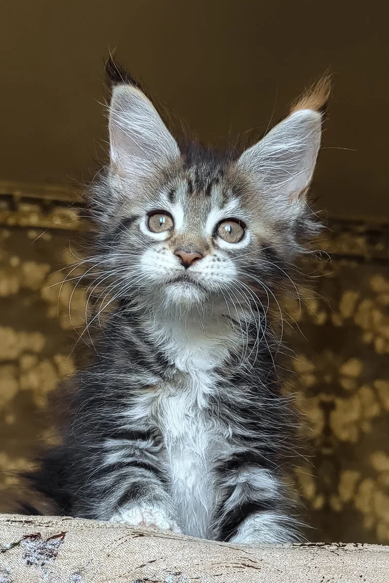 Irish | Maine Coon Kitten