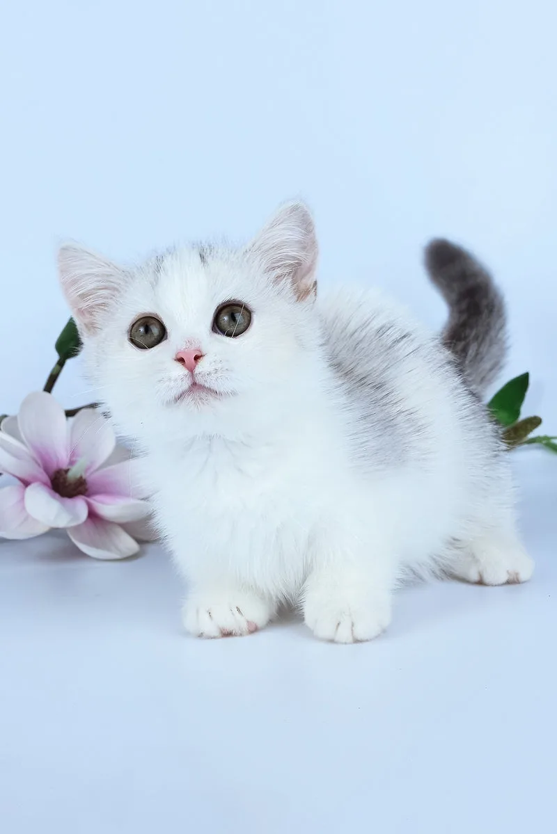 Jina | Minuet Kitten