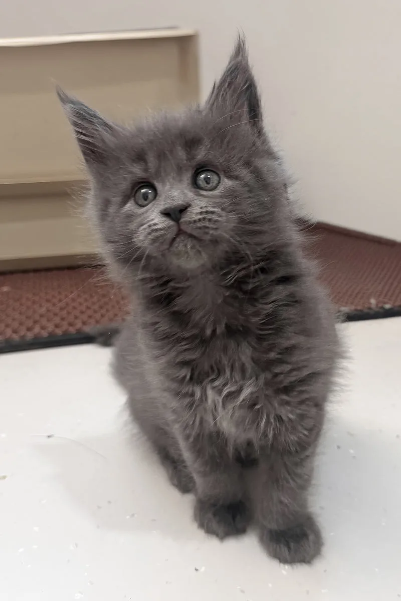 Kaya | Maine Coon Kitten