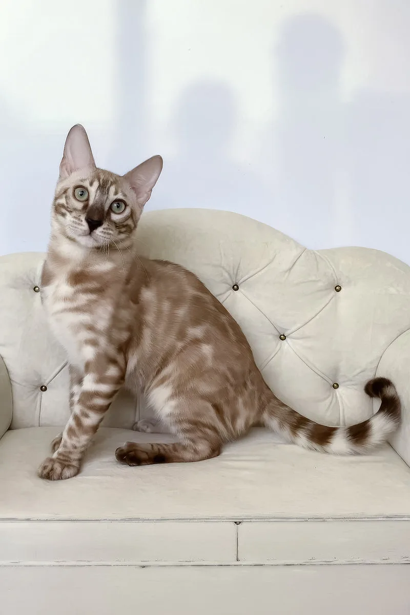 Niles | Bengal Kitten