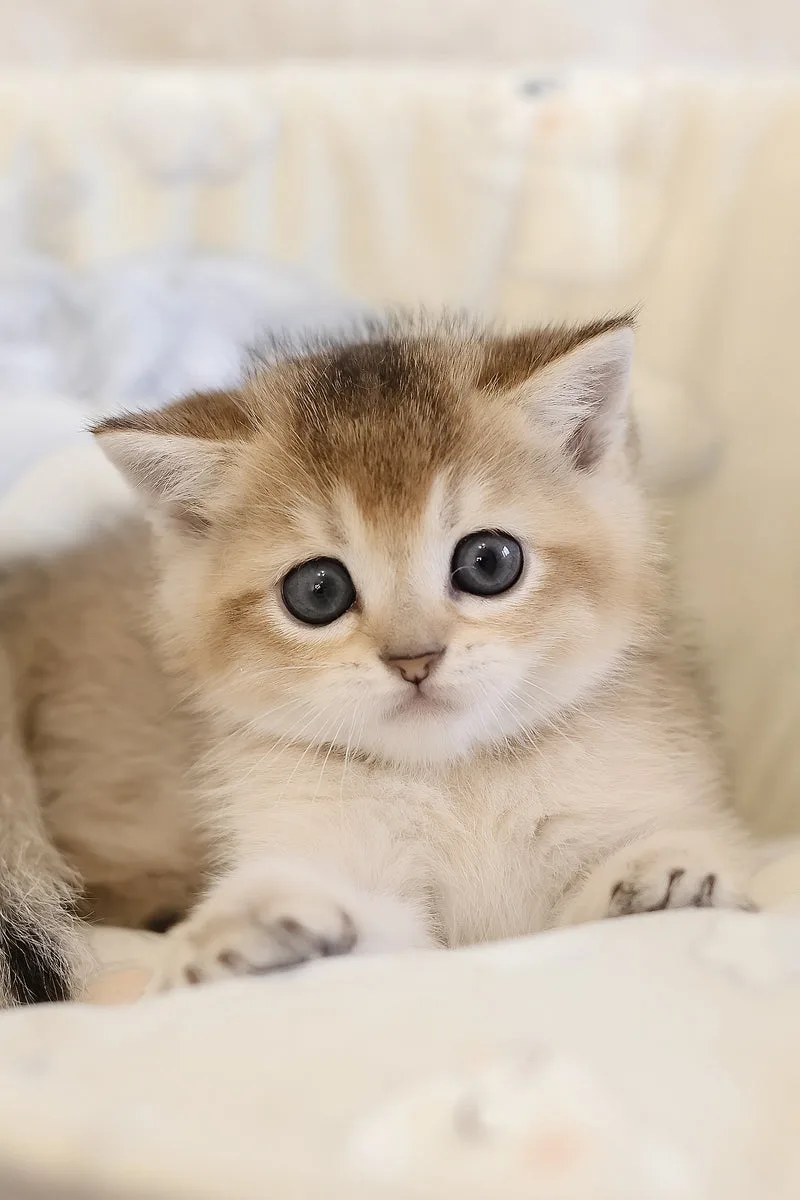 Elsa | Scottish Straight Kitten