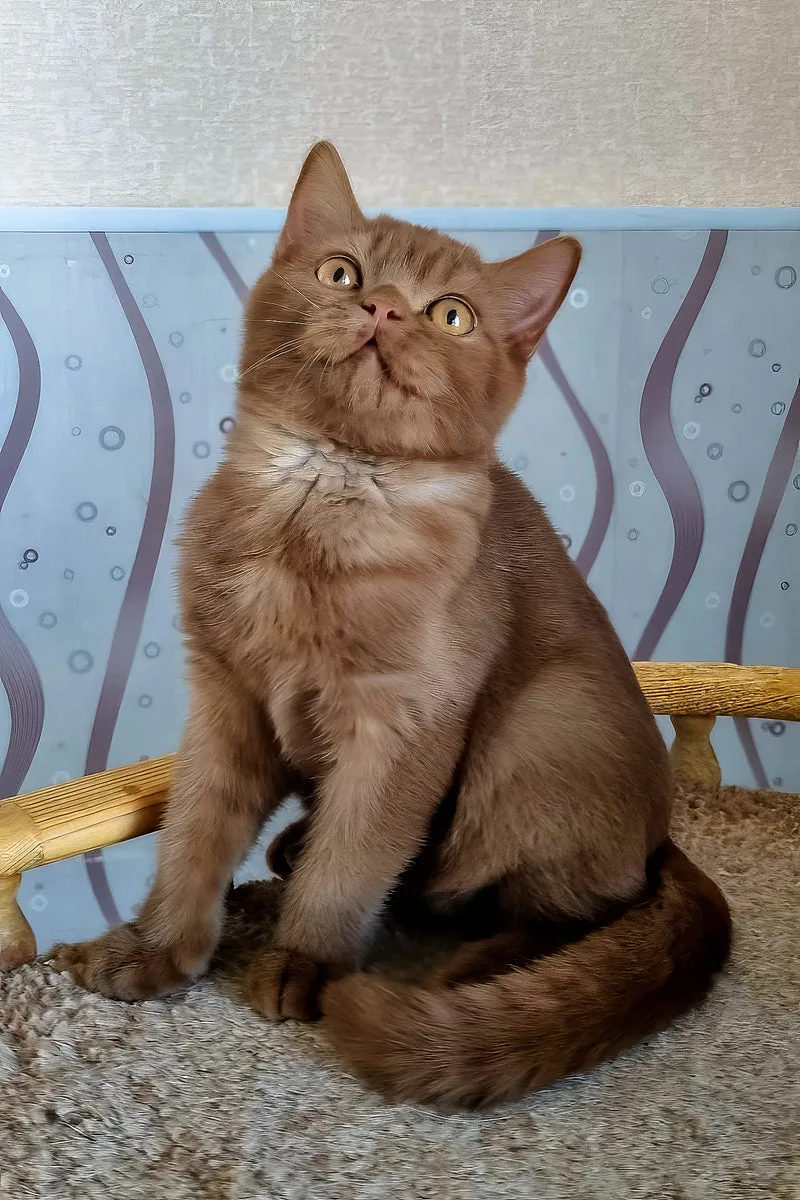 Fantic | British Shorthair Kitten