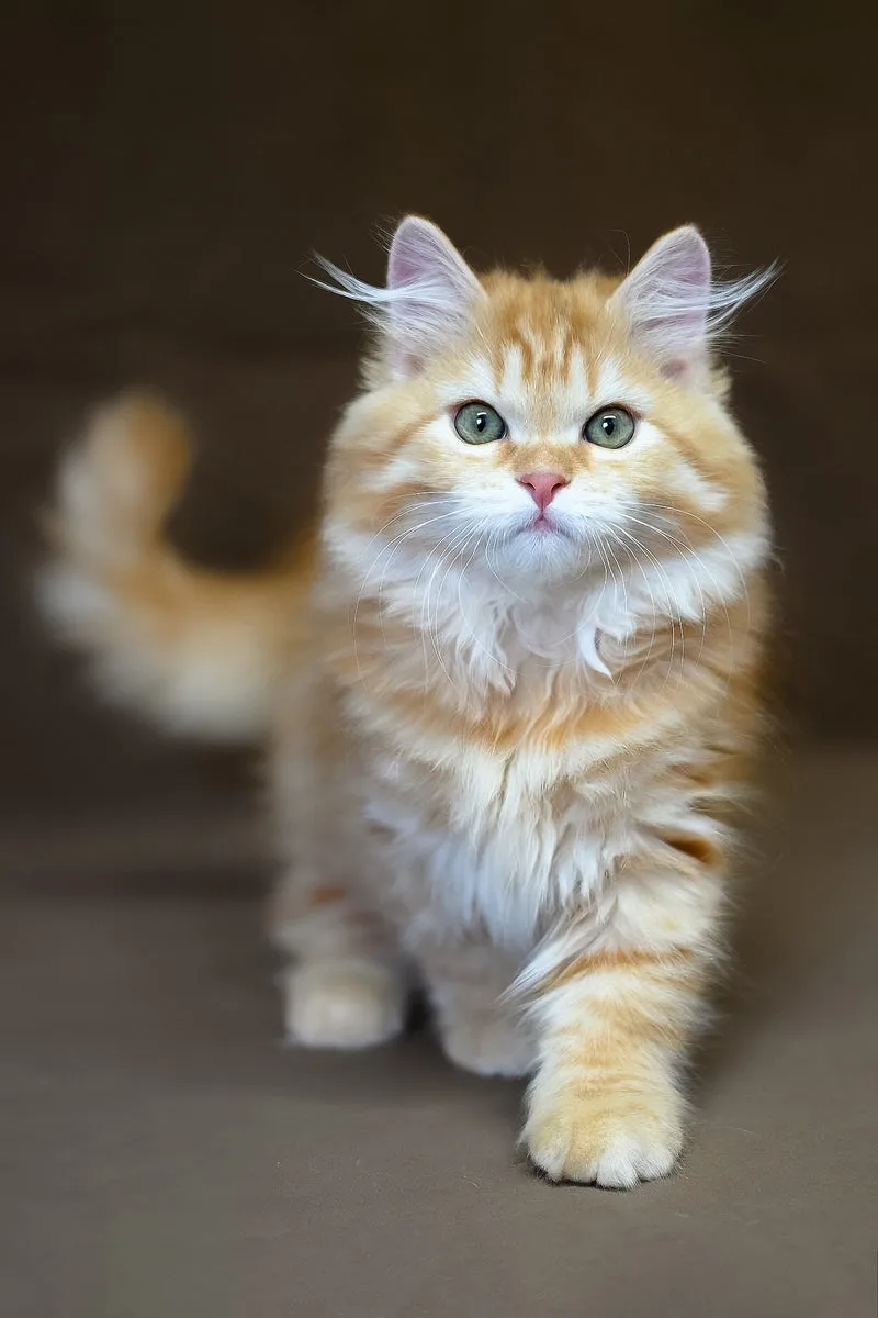 Freddy | Siberian Kitten