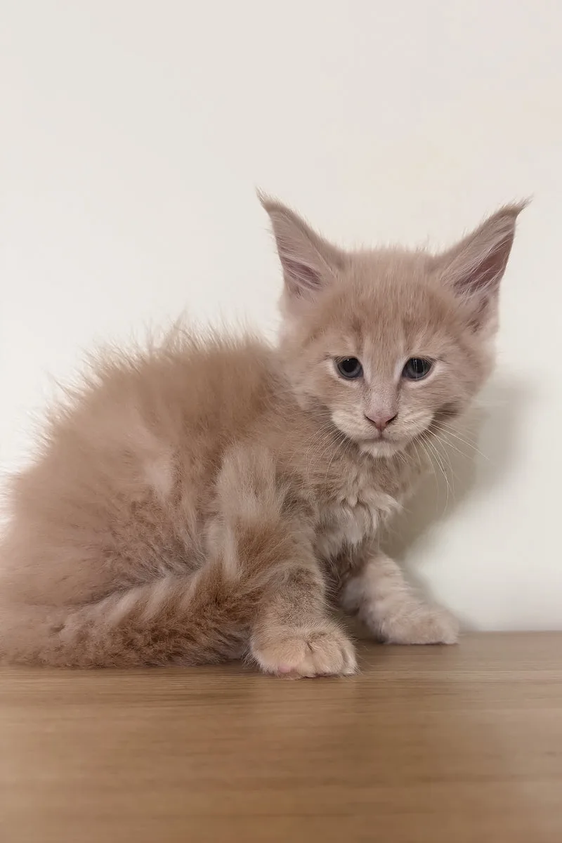 Leo | Maine Coon Kitten