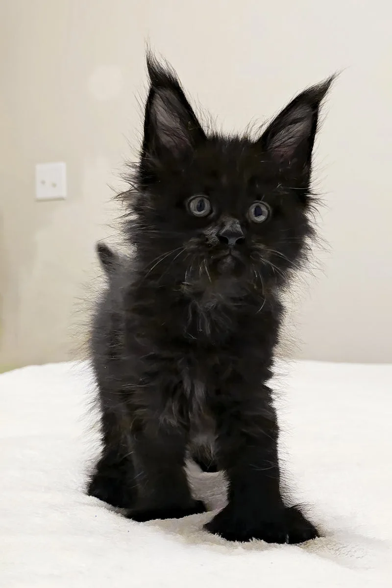 Maserati | Polydactyl Maine Coon Kitten