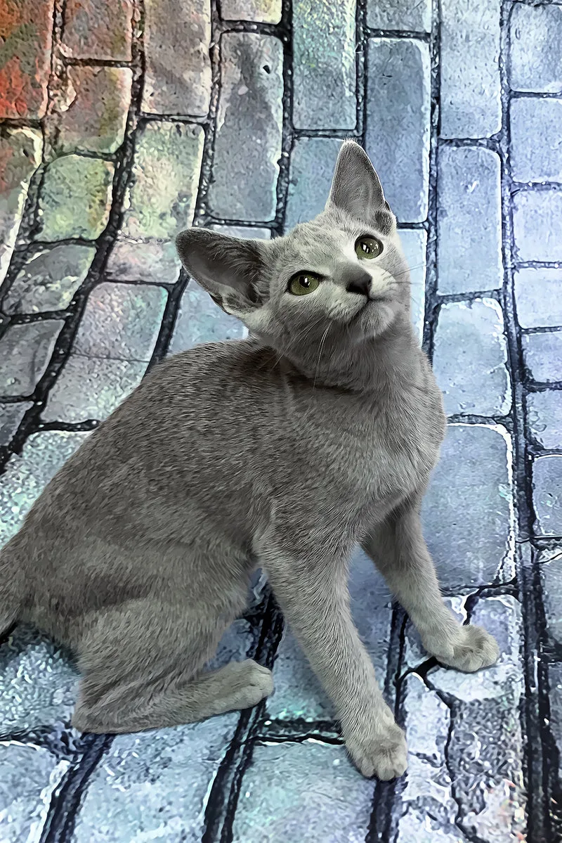 Orla | Russian Blue Kitten