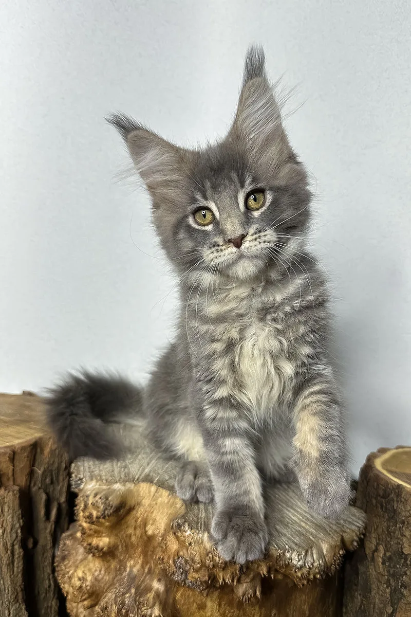 Pippa | Maine Coon Kitten