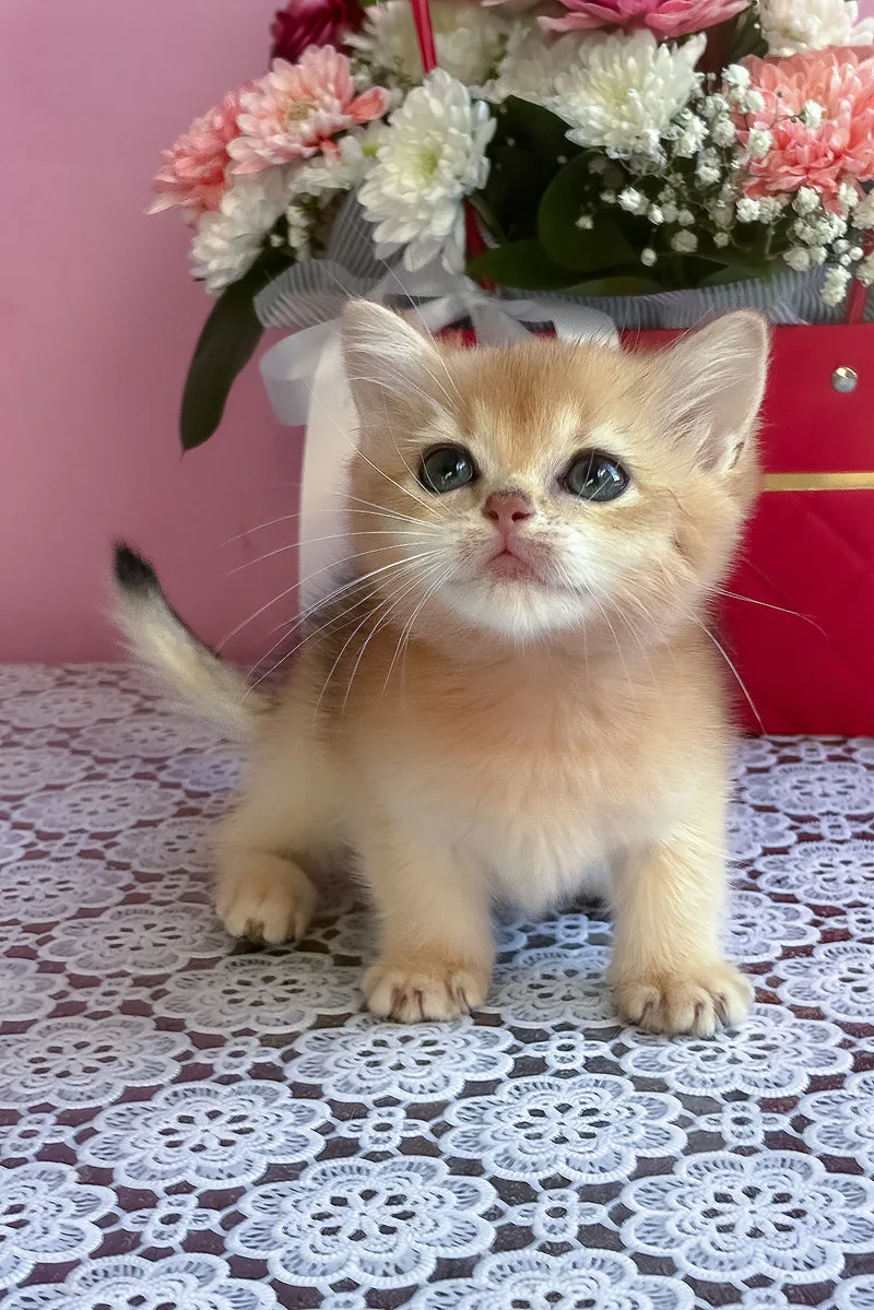 Tara | British Longhair Kitten