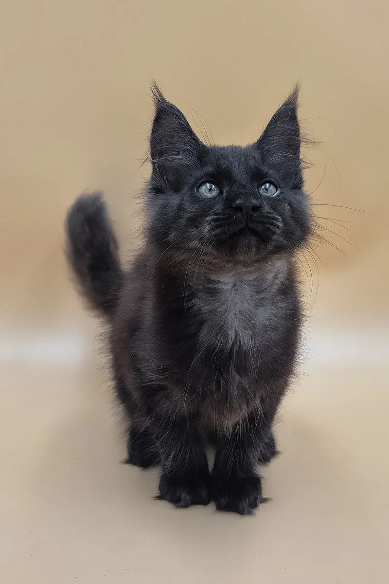 Usik | Maine Coon Kitten