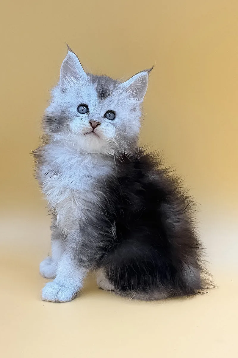 Luxor | Maine Coon Kitten