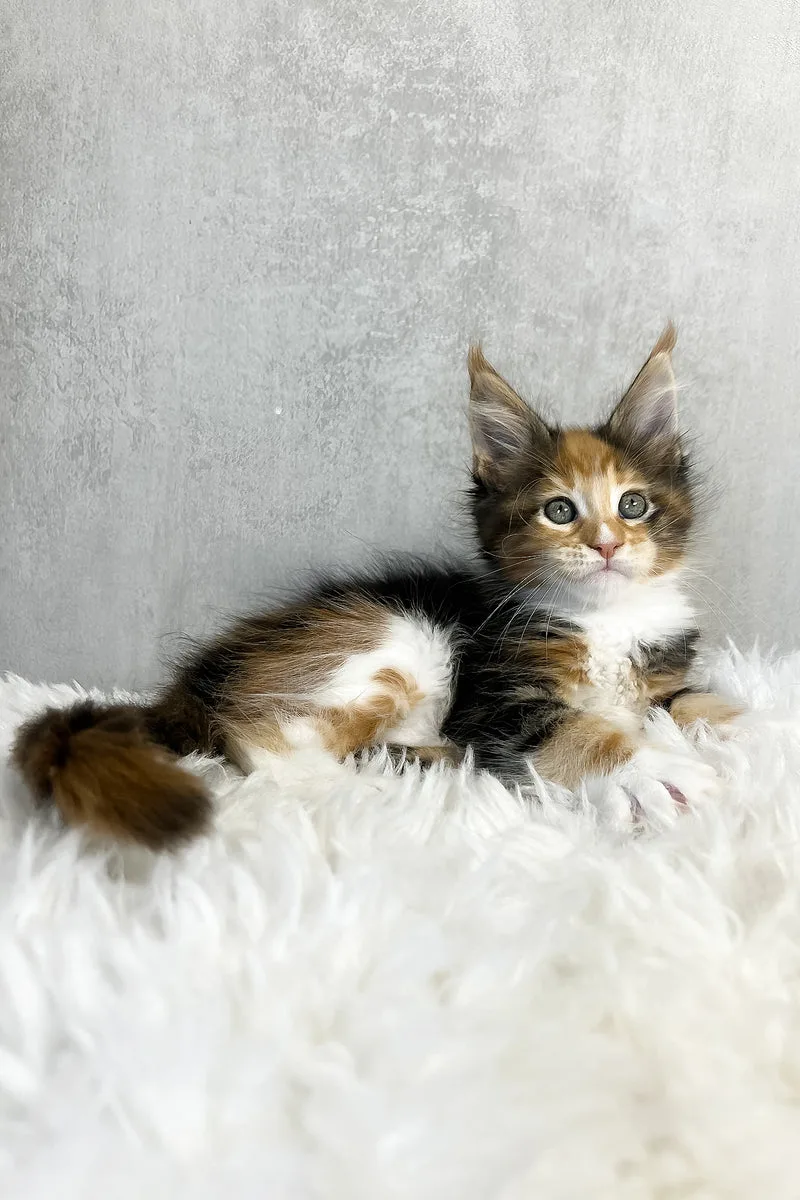 Paloma | Maine Coon Kitten