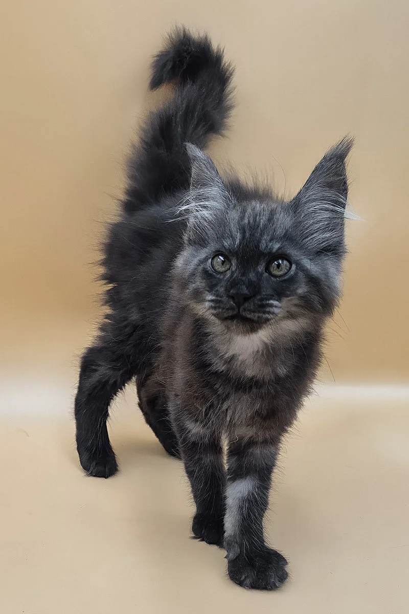 Ural | Maine Coon Kitten