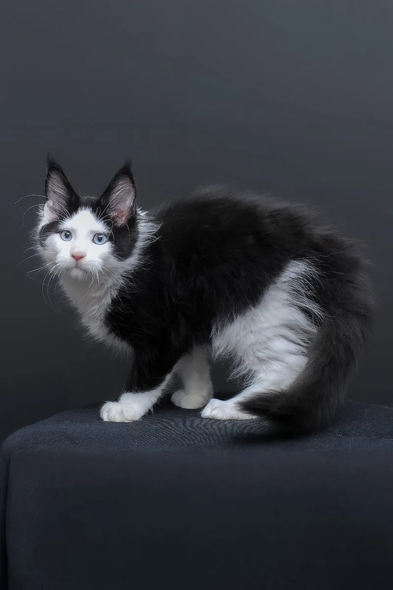 Businka | Maine Coon Kitten