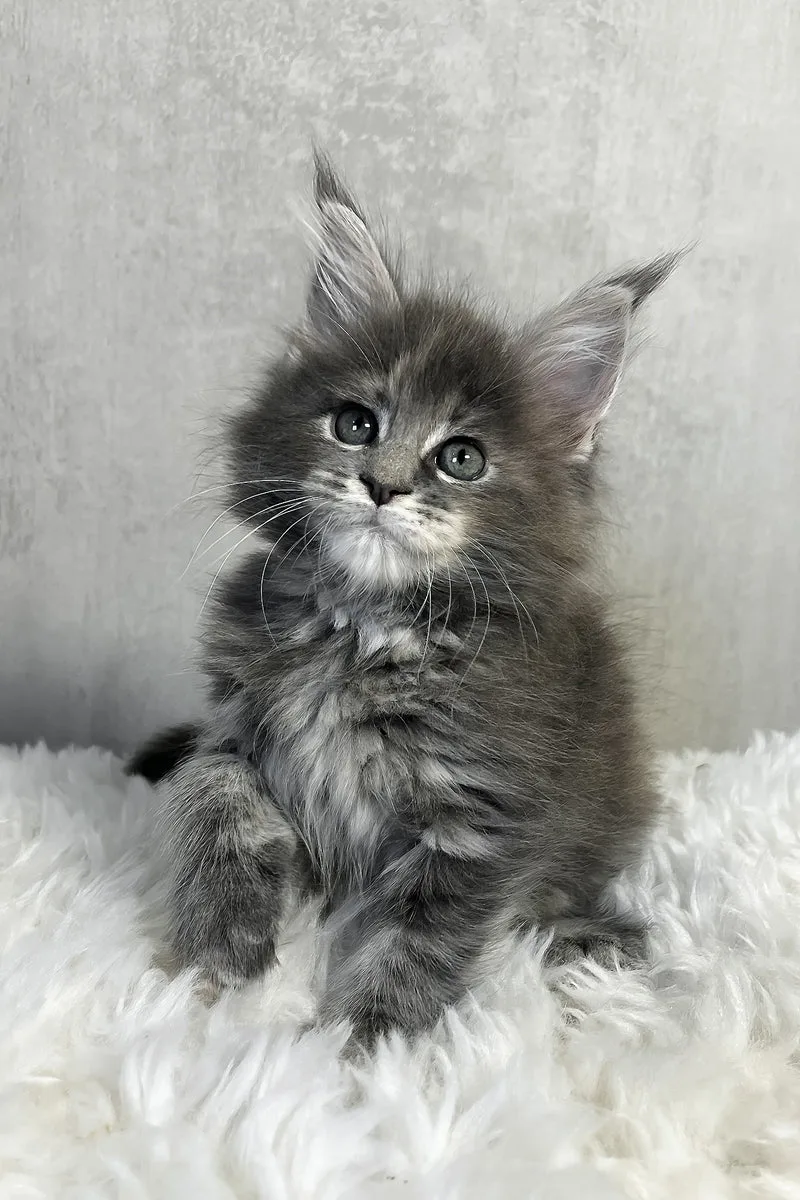 Pamela | Maine Coon Kitten