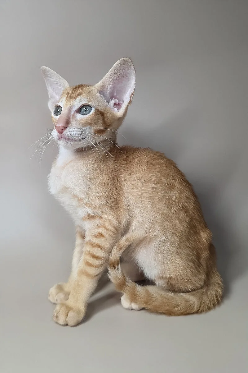 Khepri | Oriental Shorthair Kitten