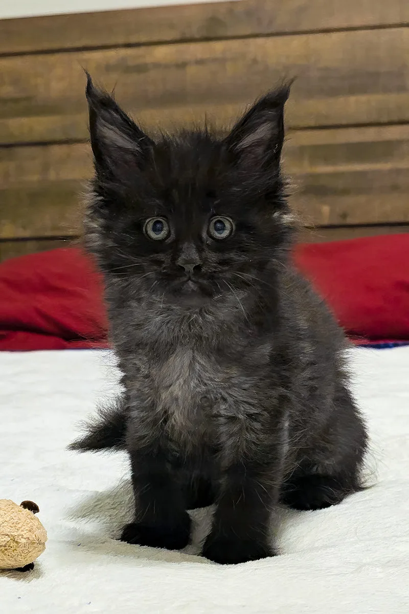Lotus | Maine Coon Kitten