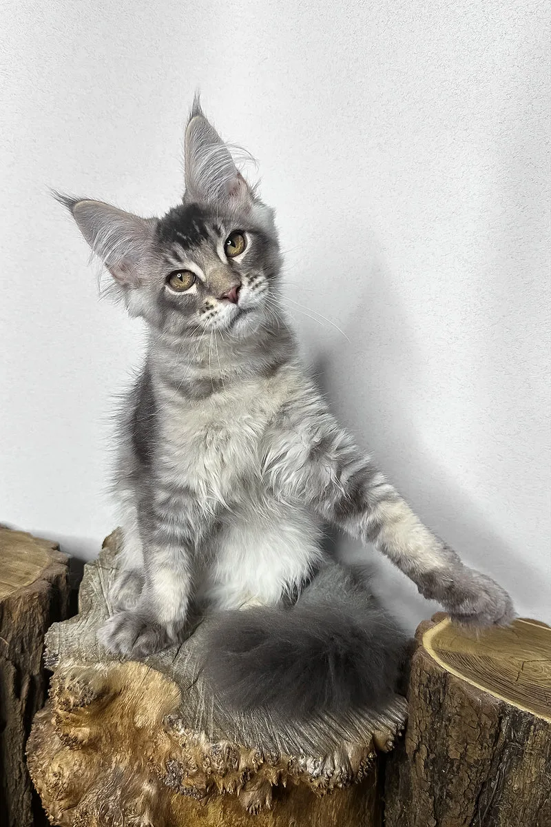Mone | Maine Coon Kitten