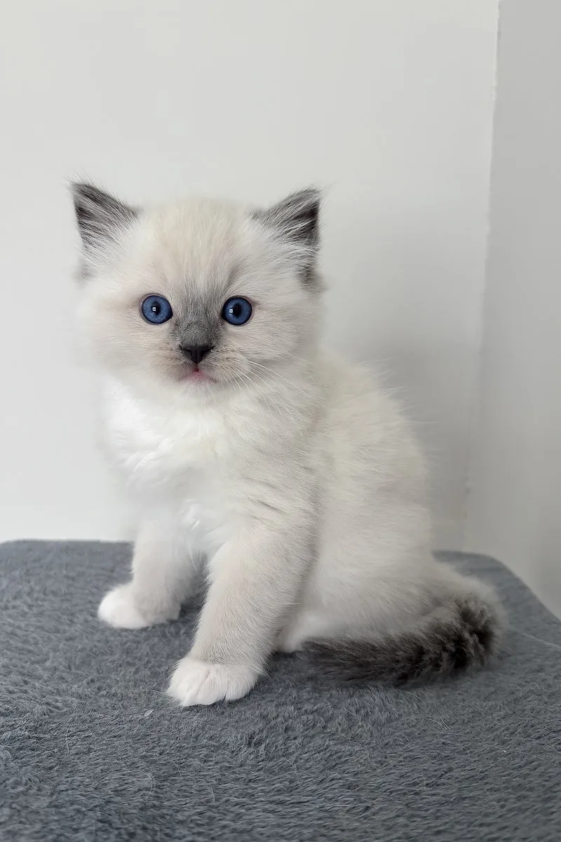 Bluemont | Ragdoll Kitten