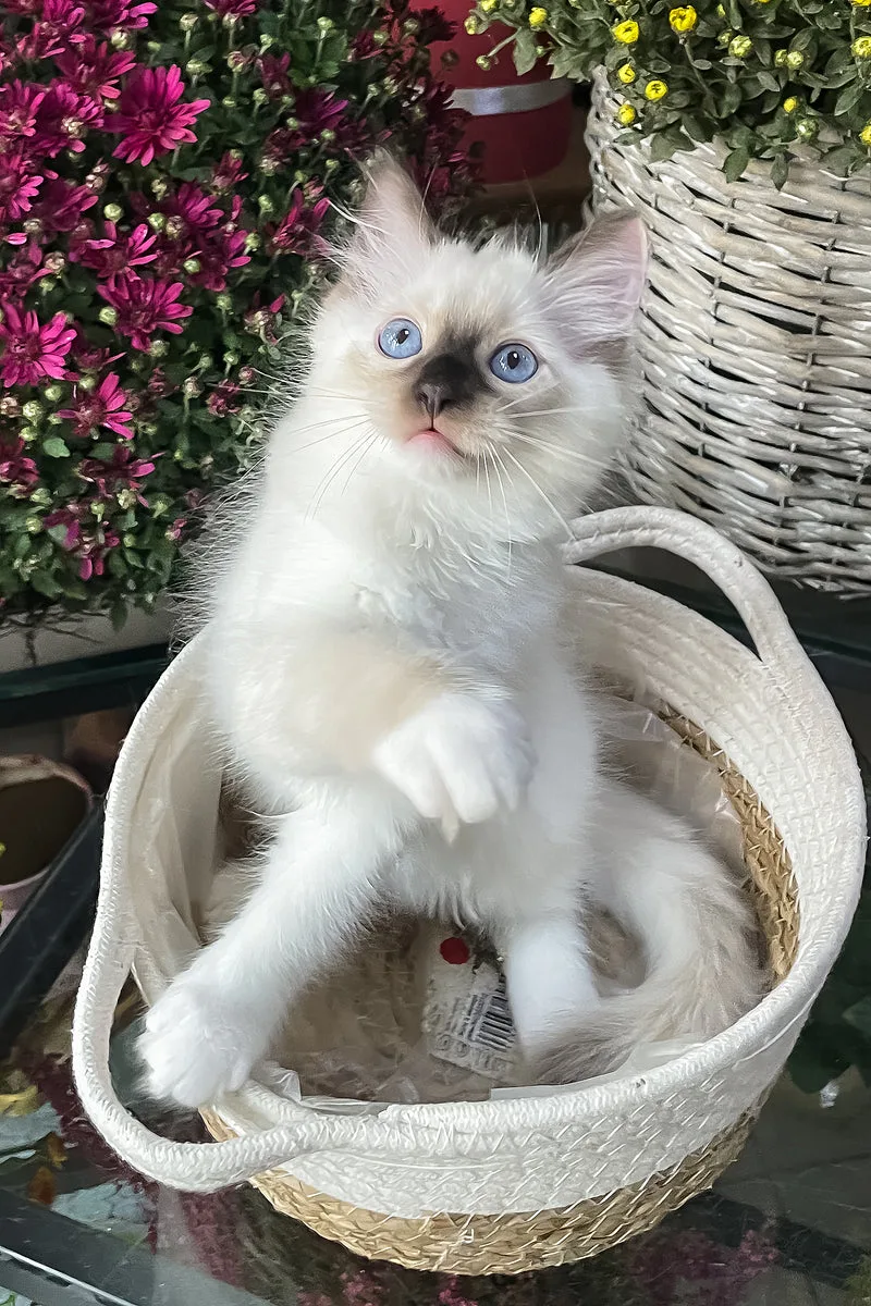 Fendi | Ragdoll Kitten