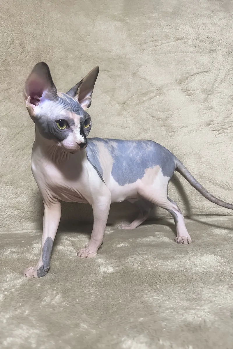 Luna | Canadian Sphynx Kitten