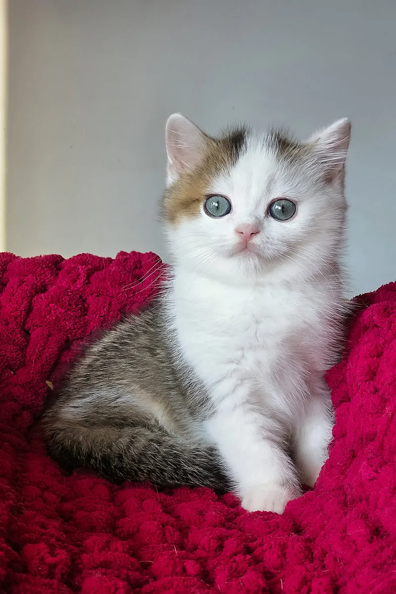 Vinsent | Scottish Straight Kitten