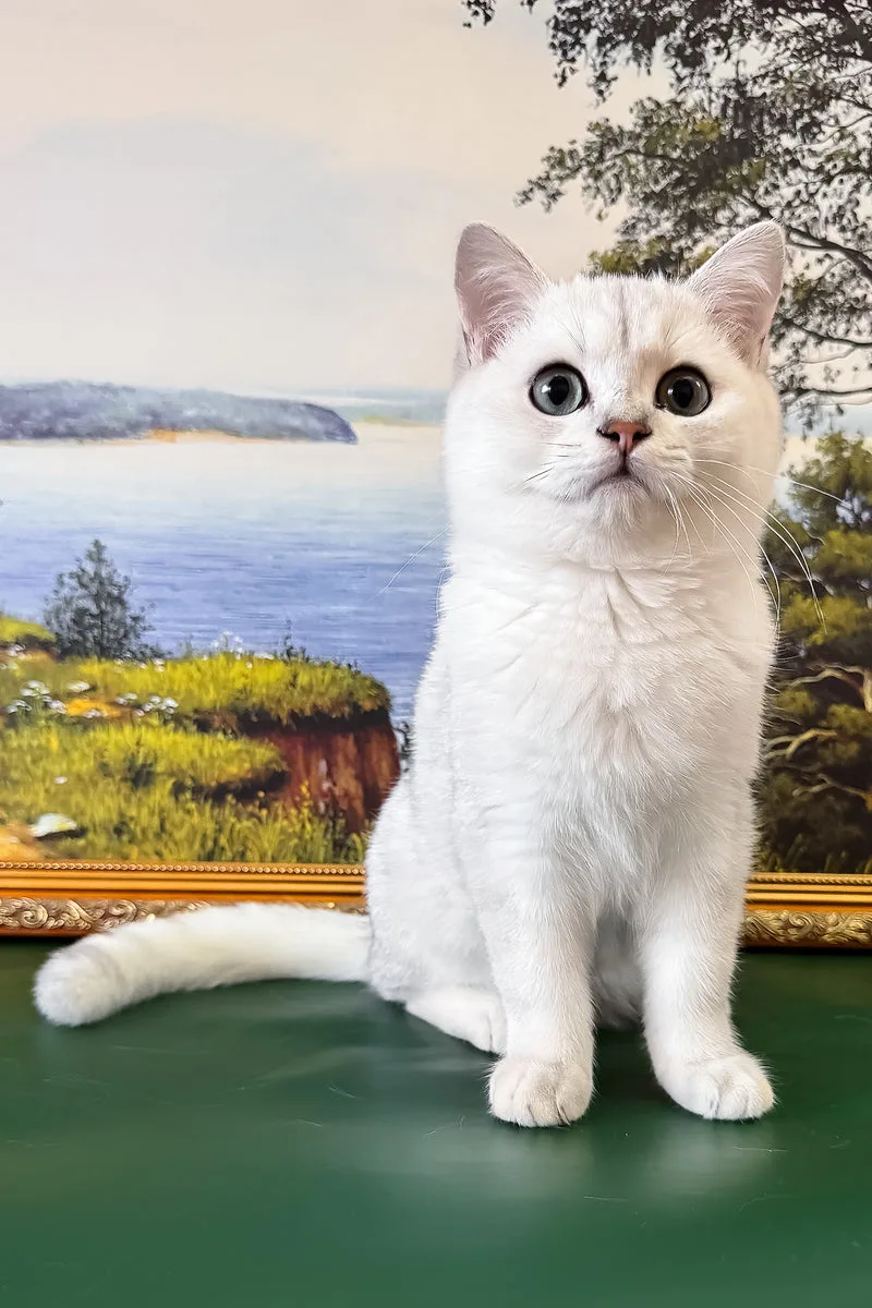Darcy | British Shorthair Kitten