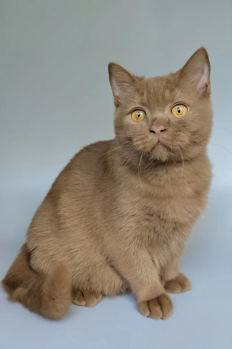 Atlas | British Shorthair Kitten