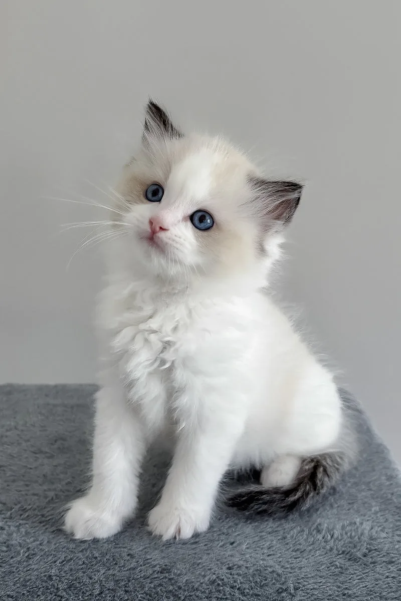 Bronco | Ragdoll Kitten