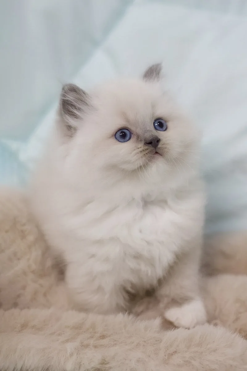 Rolex | Ragdoll Kitten