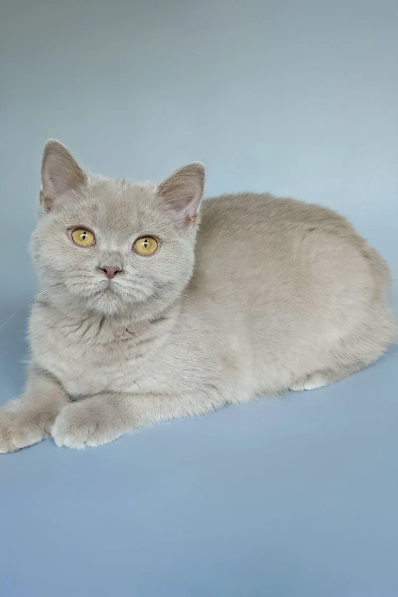 Ash | British Shorthair Kitten