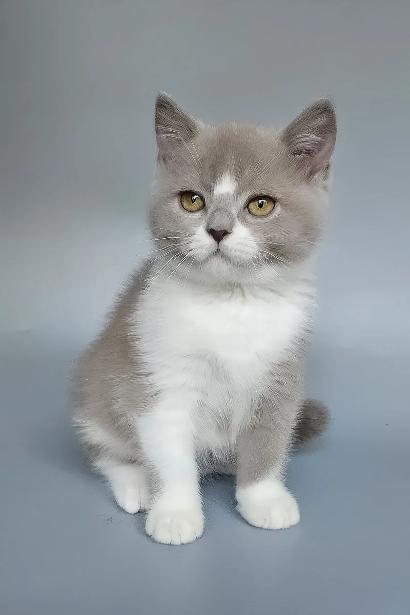Bob | British Shorthair Kitten