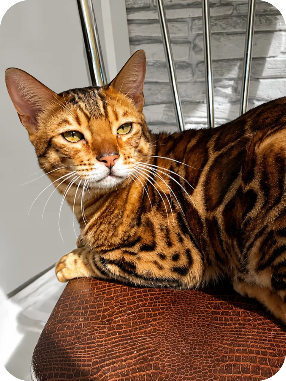 My Dad (Leopold)