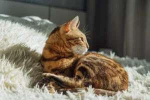 Exploring Bengal Cat Lifespan