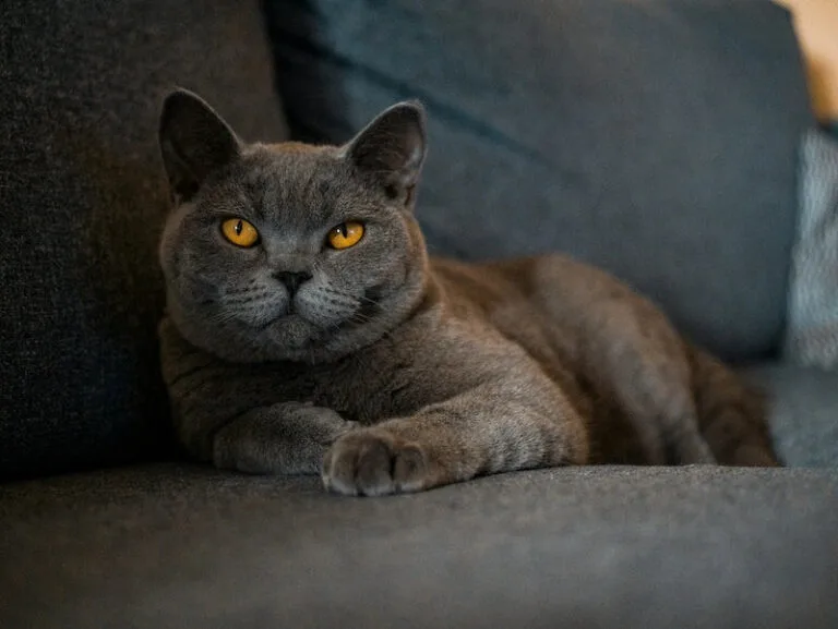 Exploring British Shorthair Life Expectancy